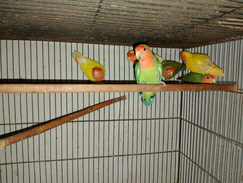 Lotino Colour lovebird adult pair 1