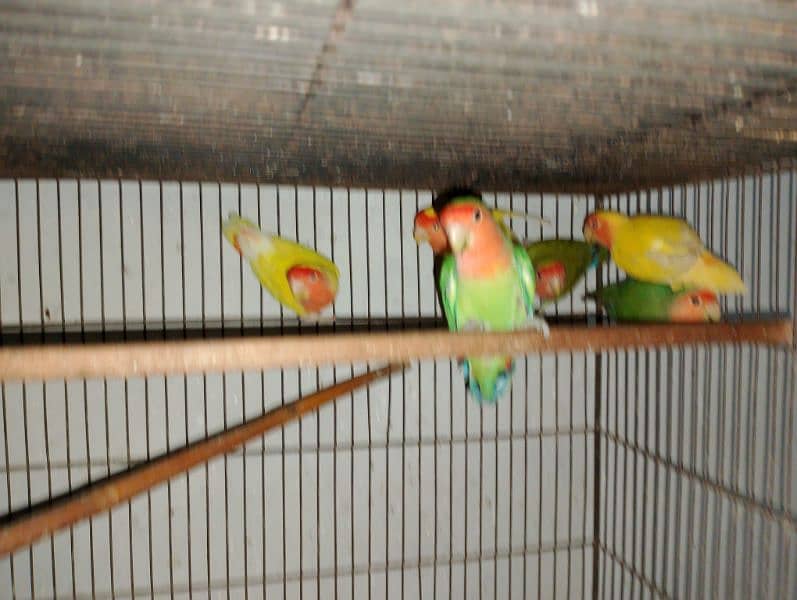 Lotino Colour lovebird adult pair 2