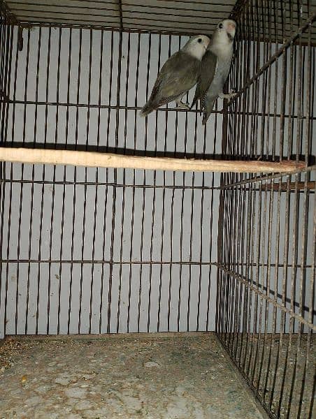 Lotino Colour lovebird adult pair 3