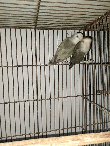 Lotino Colour lovebird adult pair 4