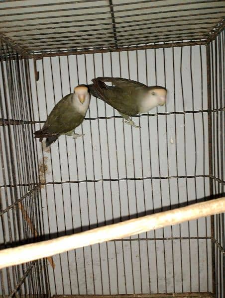 Lotino Colour lovebird adult pair 5