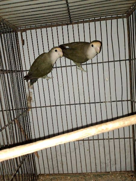 Lotino Colour lovebird adult pair 6