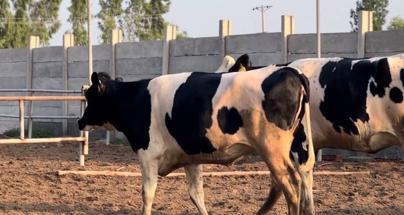 Pure American Holestian Friesian Heifers For Sale 0