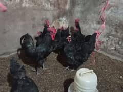 Australorp