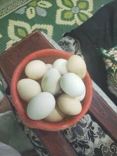 pure Aseel egge gurented fertile and fresh