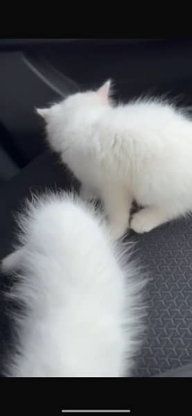 persion kittens pair 7