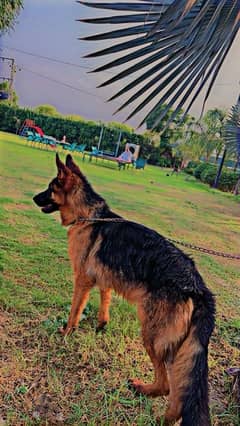 Double coat German shepherd