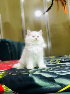 persian kitten female 2 mnth age triple coat blue eyes white colour