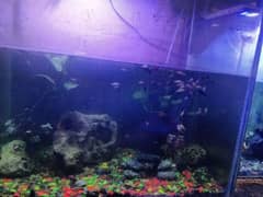 molly fish babys 100 sa zaida bacha han with aquarium