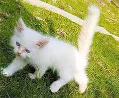 Double Coated White Persian Kittens For Sale