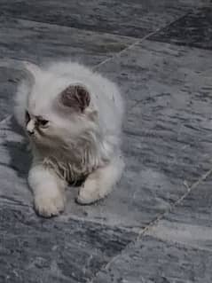 Persian  baby cat 2 month white fimale