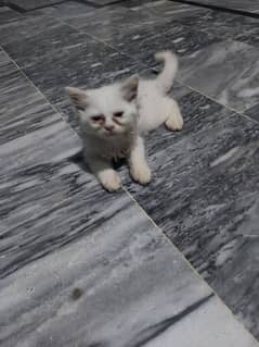 Persian  baby cat 2 month white fimale