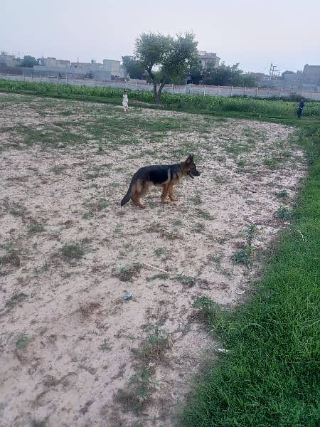 German shepherd for sale 2