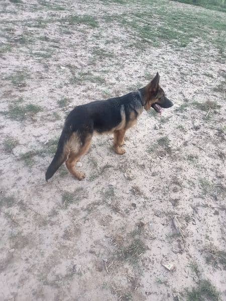 German shepherd for sale 3