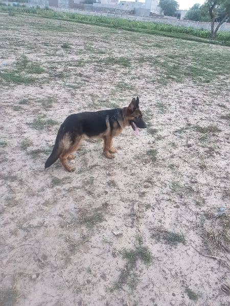 German shepherd for sale 4