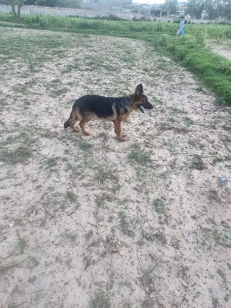 German shepherd for sale 7