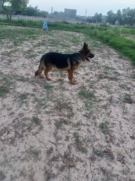 German shepherd for sale 8