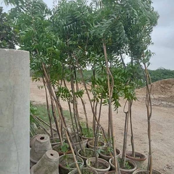 All types of Trees for sale 3