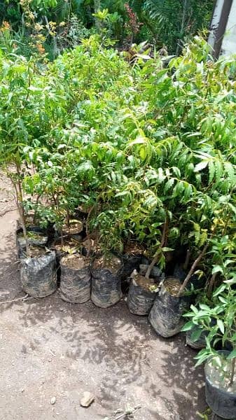 All types of Trees for sale 9