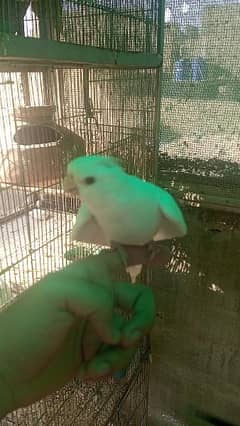 Red Eye Ino Cockatiel Breeder Pair with DNA