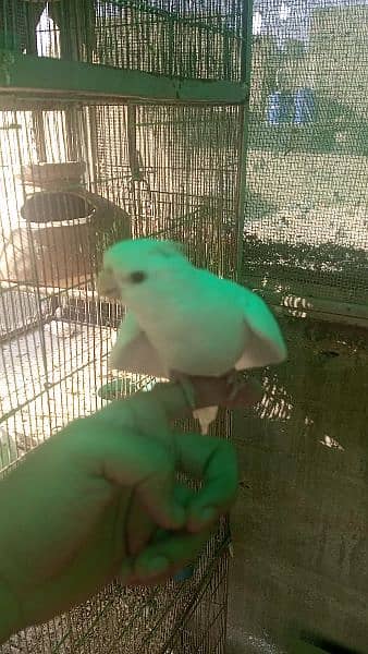 Red Eye Ino Cockatiel Breeder Pair with DNA 0