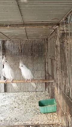 Red Eye Ino Cockatiel Breeder Pair with DNA