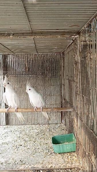 Red Eye Ino Cockatiel Breeder Pair with DNA 2