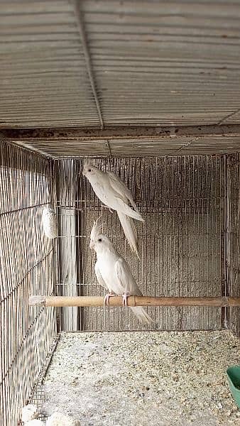 Red Eye Ino Cockatiel Breeder Pair with DNA 3