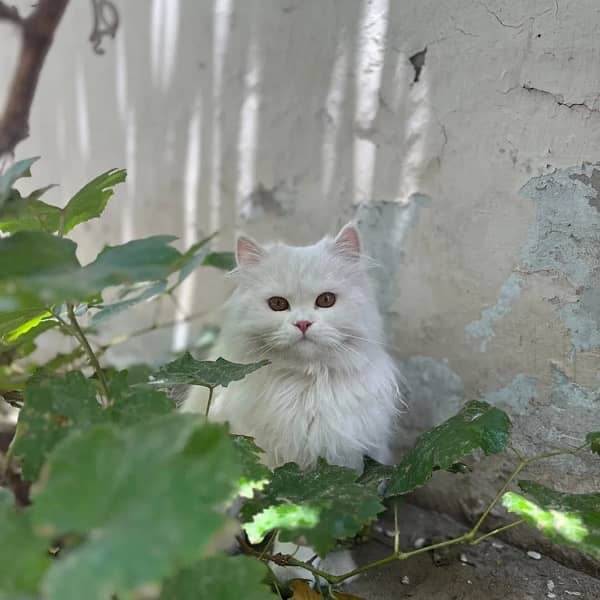 Persian Kitten | Triple Coated 7