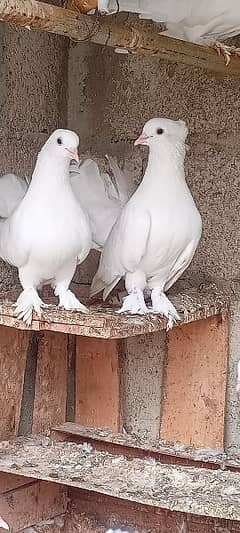 pigeons for sale 0