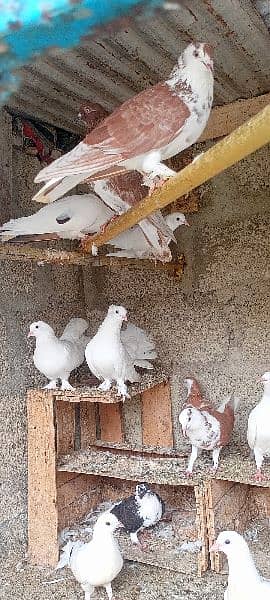 pigeons for sale 1