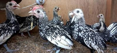 SILVER SEBRIGHT (pullets)