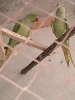 green parrots breeder pair