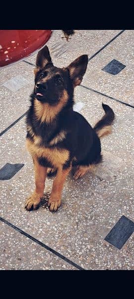 German shepherd Pink pedigree Pkc 0