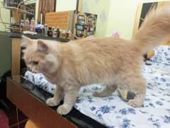 Persian Cat (male) in light brown looking for new shelter