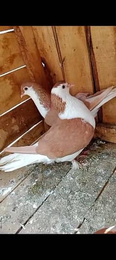 sherazi pigeon for sale in Faisalabad