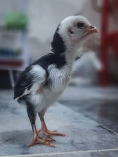 shamo chicks 10 days active and healthy chick