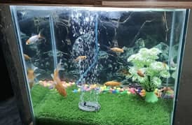 we are selling fish aquarium with fishes