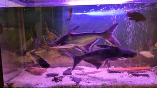 Blue line shark  11 inches pair  healthy home grown