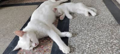 Persian cat with Kitten