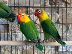 8-10 age of love bird ( green fishri ) with beautiful and good quality