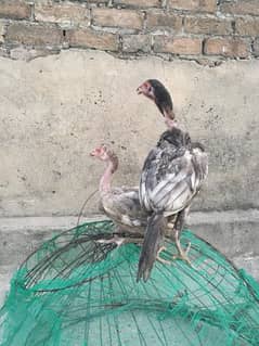 Thai Chicks Pair