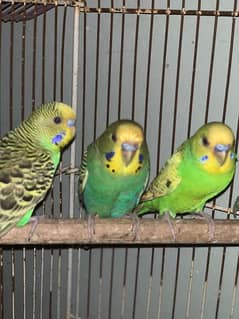 Budgies