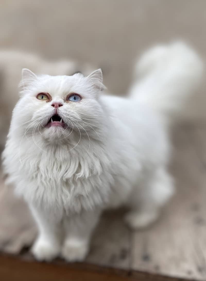 Punch face Persian odd eyes triple coat adult cat 1