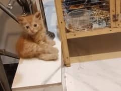 3 Female Kitten urgently sale