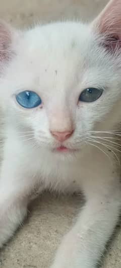 Cats baby one Eye blue and one other color0301---288-33---