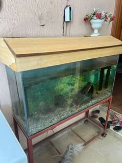 Fish Aquarium