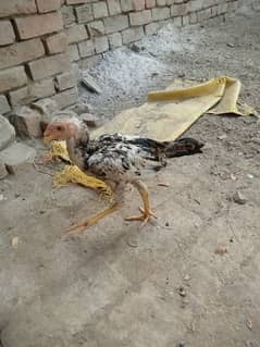 for sell aseel chicks 2 month