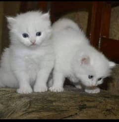 persion cats available