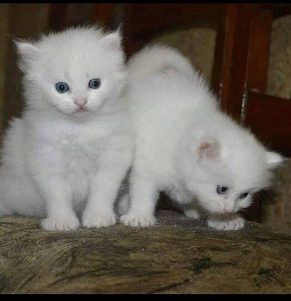 persion cats available 0